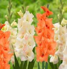 Image result for Gladiolus bellus
