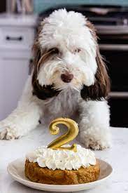 Simply switch out the peanut butter for a healthier choice, such as sunflower seed butter or almond butter. Dog Cake Recipes Top 10 Easy Dog Birthday Cake Ideas Bsb