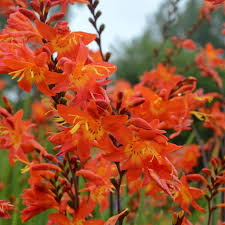 Image result for Crocosmia