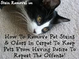 It is just as effective as bleach but without the toxic fumes. Removing Pet Stains On Carpet Tips Tricks
