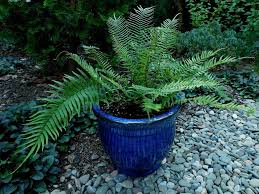 Image result for Pteris