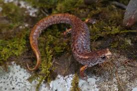 Image result for Swertia usambarensis