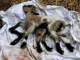 Kid born with eight legs, male and female organs - Bulawayo24 News