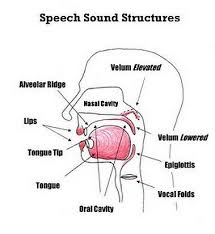 speech sound structures