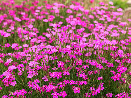 Phlox subulata fleuri en violet, blanc et rose. Plantes Couvre Sol Pour Le Soleil Pour L Ombre Arbustes Couvre Sol