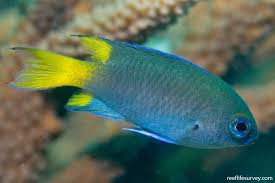 Image result for Cincinnobotrys