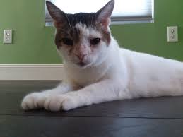 25 years of experienced cat care from an insured, licensed & bonded professional cat sitter. Happy Days Pet Sitters Inc Cat Sitting Overnights Happy Pets