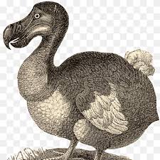 Check spelling or type a new query. Bird Extinction Png Images Pngwing