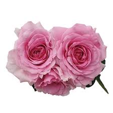 They comprise the rosa genus in the rosaceae family. Patio Garden Select Breeding