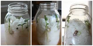 Now with your baggy method i can hide my precious seeds in bags until they can find a safe place in a biocell. Seed Jar Science Experiment For Spring Stem Activities With Kids