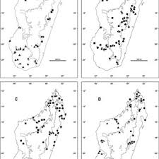 Image result for Gouania tiliifolia