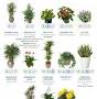 Best air purifying plants from www.reddit.com