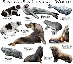 Seals And Sea Lions Of The World By Rogerdhall Animals