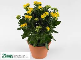 Maybe you would like to learn more about one of these? Kalanchoe African Rose Flowers Sunshine Buy In New York City At A Bargain Price On Global Flowers