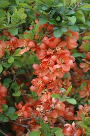 Image result for Chaenomeles japonica
