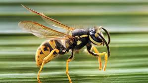 To encourage them to build nests above ground rather than underfoot, some experts will advise you to exercise prevention by soaking your grass thoroughly — all season. How To Get Rid Of European Wasps