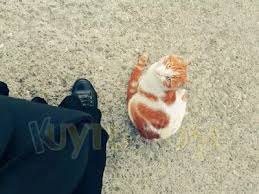 Sosyal Icerik Kosesi Panosundaki Pin