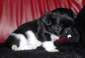 We did not find results for: Super Kleine Chihuahua Shih Tzu Welpen 272762