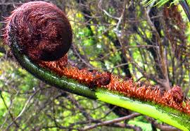 Unlike many demographic labels, its usage is not considered offensive; Kiwis Kiwis And Kiwis The People Of New Zealand Poms Away