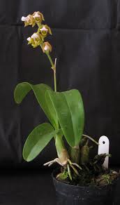 Image result for Polystachya lawrenceana