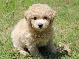 Bichpoo puppies for sale in north carolina the bich poo (also commonly known as poochon, bichonpoo and bichoodle) is an intelligent little furball that will keep you on your toes! Bichon Poo Puppies Petland Montgomery