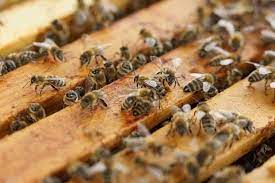 But, the bees in the hive are working together to honey bees form a cluster. Identifying Poisoned Bees Perfectbee