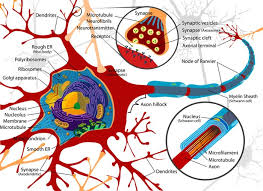 It is made up of the brain and the spinal cord. Top 38 Fun Facts About The Nervous System Best Brain Fun Facts