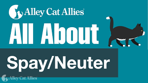 One female cat and her offspring can produce over 420,000 kittens in seven years. Spay And Neuter Our Work Alley Cat Allies