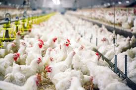 Entdecke rezepte, einrichtungsideen, stilinterpretationen und andere ideen zum ausprobieren. Harga Ayam Broiler Hari Ini Mardhatillahfarm