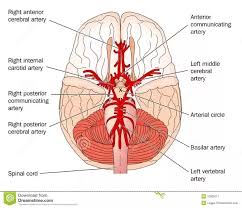 Your lumbar spine supports the upper parts of the spine. Why Does My Head Hurt At Just The Back Of My Head Quora