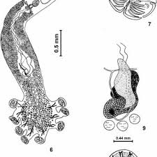 Image result for Chorisochora transvaalensis