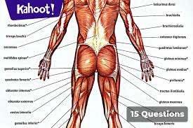 The muscular system consists of various types of muscle that each play a crucial role in the function of the body. Play Kahoot Muscular System