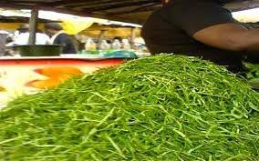 Image result for Gnetum africanum