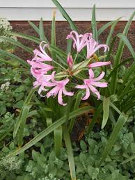 Image result for Nerine