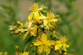 Image result for Hypericum quartinianum