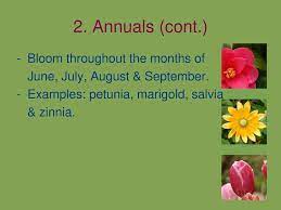 You can also cut back. Flowers In The Landscape Ppt Download