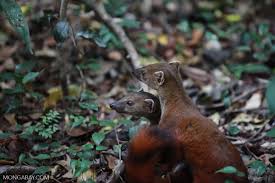 Check out the pronunciation, synonyms and grammar. Pair Of Ring Tailed Mongoose Galidia Elegans Grooming Madagascar 4038