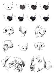Dog S Nose Reference Tutorial Dieren Tekenen Hond Tekeningen Realistische Tekeningen