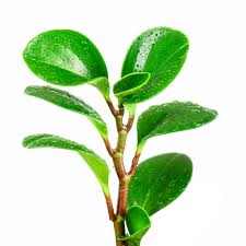 With houseplant collecting becoming more popular, jade plants are making a comeback. Rubber Tree Plant Are Toxic To Pets Pet Poison Helpline