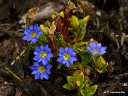 Image result for Gentianaceae
