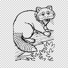 Raccoon Drawing Coloring Book Ausmalbild Raccoon White Child Mammal Png Klipartz