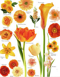Wedding Flowers By Color Orange Courtesy Martha Stewart Weddings P Vintage Wedding Flowers Colorful Flowers Types Of Flowers