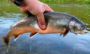 Arctic Char Anglers Is Fishing In Iceland
