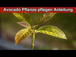 Avocado Pflanze Richtig Pflegen Avocadobaum Pflege Braune Blatter Winter Standort Youtube In 2020 Avocado Pflanze Avocadobaum Avocado Baum