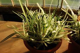 Image result for Stenotaphrum