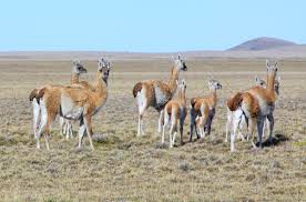 • a contribution to the diffusion. Flora Y Fauna De Punta Arenas Estrecho De Magallanes Patagonia Chile