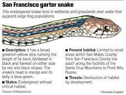 San Francisco Garter Snake Information Snake San Francisco Snake Information