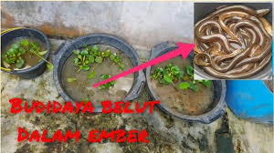 We did not find results for: Ilmu Tani Budidaya Pembesaran Belut Dalam Ember Cara Sendiri Mudah Di 2021 Rabab Minangkabau