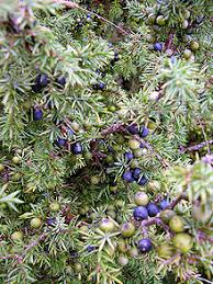 Juniper Berry Wikipedia