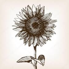 Untuk pembuatan gambar sketsa bunga matahari untuk sesi dini yang butuh kita jalani merupakan dikala kita siap menggambar sketsa gambar bunga matahari dari bundaran kelopak bunga sampai. 49 Gambar Sketsa Bunga Matahari Mawar Tulip Sederhana